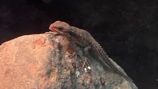 ヒナタヨロイトカゲの赤ちゃん（上野動物園）Baby Tropical Girdled Lizard [upl. by Sisi441]