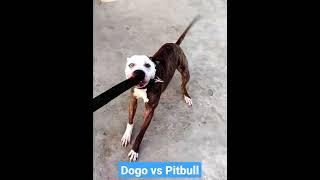 Dogo Argentino vs Pitbull  pitbull wants to untie his leash so he can fight [upl. by Greenman385]