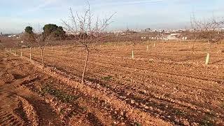 RETIRADA DE TUTORES EN ALMENDROS  Mantenimiento en Almendro Guara con 25 años [upl. by Aiak]