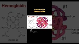 Structure of haemoglobin blood neet [upl. by Nilhsa178]