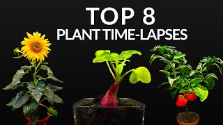 384 Days in 8 Minutes  TOP 8 Plant Growing Timelapses [upl. by Cicenia]