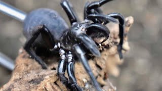 Unboxing Dangerous Funnel Web Spider [upl. by Melvina]