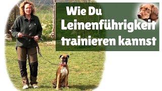 Leinenführigkeit ► Hilfe mein Hund zieht an der Leine  Leinenführigkeit trainieren [upl. by Ymarej]