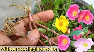 Easiest way to grow Purslane from cutting  Portulaca Oleracia [upl. by Zicarelli269]