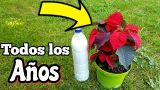 COMO tener Flores de Pascua Todo el año con estos Trucos Cuidar poinsettia planta de navidad [upl. by Eriam]