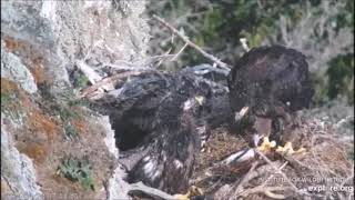 West End Cam A fish delivery feeding claiming the prey remains 0424 2024 [upl. by Tomasz472]