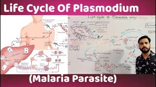 Life Cycle Of Plasmodium vivaxMalaria parasite [upl. by Euginomod]