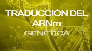 Traducción del ARNm Parte 1  Genética [upl. by Eenaffit]