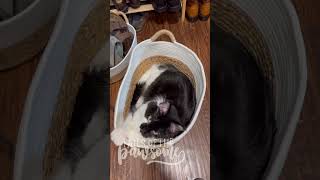 Maine Coon Takes My Shoe Basket Over toocute pawsome catlover [upl. by Amaras]