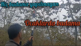 HİÇ BUDAMA GÖRMEYEN OCAKLARDA BUDAMA [upl. by Trutko804]