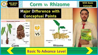 Difference Between Rhizome and Corm  Underground stem  Hindi [upl. by Valerlan268]