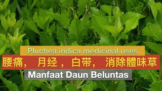 马来人民间传统孕妇和产后药草（欒樨）。 pluchea lanceolata medicinal uses。 Daun beluntas dan manfaatnya。 [upl. by Denn]