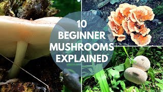 Mushroom Foraging for Beginners [upl. by Aydan]