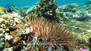 Crown of Thorn Starfish [upl. by Jemimah684]