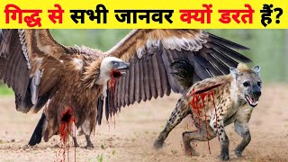 गिद्ध के सबसे खतरनाक हमलेVulture attack animalsVultures Deadliest attacks hyenaEaglevsvultures [upl. by Dinse]