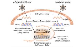 βglobin gene transfer in human bone marrow for sickle cell disease [upl. by Moorefield870]