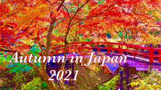 Autumn in Japan beautiful autumn、 Autumn leavesJapan fall foliage 二本の秋2021 [upl. by Moersch]