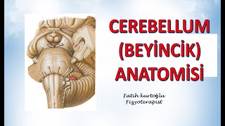 Cerebellum  Beyincik  Cerebellum Anatomy  Nöroanatomi Konu Anlatımı  12 [upl. by Ebsen355]