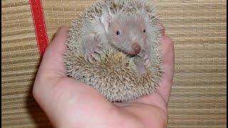 Tenrec Echinops telfairi [upl. by Mara916]