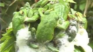 Forest Green Tree Frog モリアオガエル Rhacophorus arboreus [upl. by Aniteb]