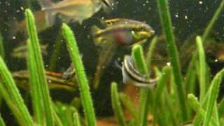 Feeding my Purple Cichlid fry  Purpurprachtbarsche 12 [upl. by Kenimod557]