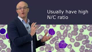 What does absolute lymphocytes in a blood test mean [upl. by Danell]