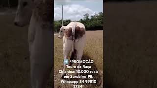 ➡️ PROMOÇÃO Touro da Raça Chianina 10000 reais em Surubim PE Whatsapp 84 99810 2784 [upl. by Ennaitsirhc]