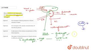 What conditions are responsible for stimulation of juxtaglomerular apparatus [upl. by Deibel]