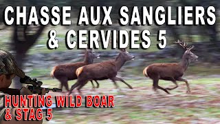 Chasse aux sangliers et cervidés en Espagne 5  Hunting wild boar and stag in Spain part 5 [upl. by Maibach]