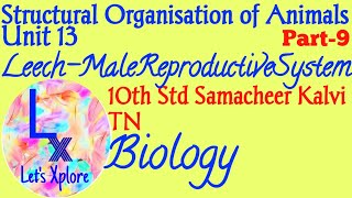 10th std Biologyunit 13 structural organisation of animalsleech male reproductive systemSamacheer [upl. by Nyltac]