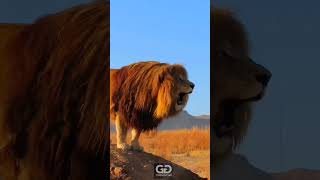 Big African Lion Roaring Very Loudly  Nouman Hassan [upl. by Matt233]