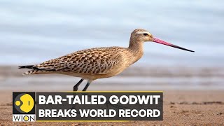 WION Climate Tracker Bartailed Godwit breaks world record flies from Alaska to Tasmania [upl. by Tsugua]