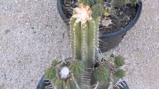 PERUVIAN TORCH CACTUS TRICHOCEREUS PERUVIANUS SAN PEDRO DMT LSD MY 1ST YT VIDEO [upl. by Sheri]