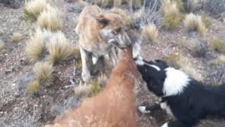 Galgos vs guanaco 3 [upl. by Arag]