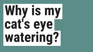 Why is my cats eye watering [upl. by Paxton]