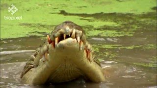 Salt Water Crocodile feeding on wallaby [upl. by Jenni]