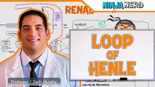 Renal  Loop of Henle [upl. by Oigimer103]