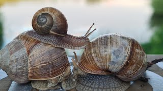 Meine Schnecken🐌🐚İnfo über Schnecken Nacktschnecken Weinbergschnecken TigerschneckenSchnecken [upl. by Kcirdled]