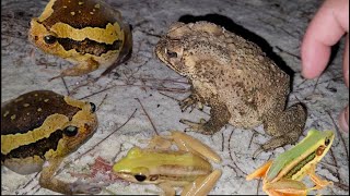 Catch the skinny frog and the fat frog the funny jumping toad [upl. by Guntar]