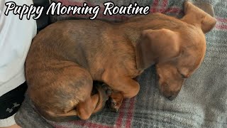 Mini dachshund puppys morning routine [upl. by Odin]