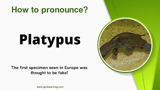 How to pronounce Platypus in English Correctly [upl. by Airtal]