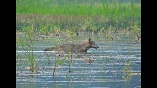 Oberlausitz 2024 eine Foto  Filmreise im Land der 1000 Teiche [upl. by Ystap]