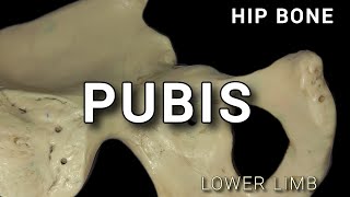 PUBIS  HIP BONE [upl. by Aicirtam971]