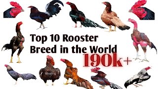 Top 10 Rooster breeds in world [upl. by Anailuy]