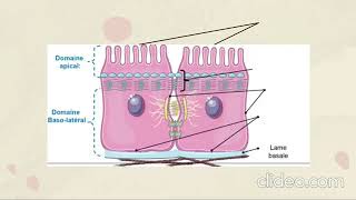 La Membrane Plasmatique [upl. by Dolley]