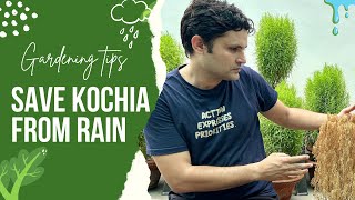 मानसून की लगातार बारिश से कोचिया को कैसे बचाए। How to save kochia in a rainy session 🌧️ [upl. by Aerdnac]