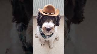 A cute dog in cowboy hat 🤠🐾 dog doglover cute cutedog [upl. by Haisi]