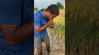 Bird rescue in fam filed  birds bird birdslover humanity nature [upl. by Ysteb]