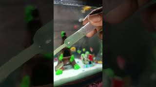 😱How to feed mosquito larvae  Mosquito Ka Laarva Ko Kaise Khilaen shorts aquariumfish [upl. by Bernita]