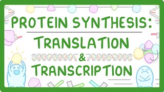 How are Proteins Made  Transcription and Translation Explained 66 [upl. by Intihw]